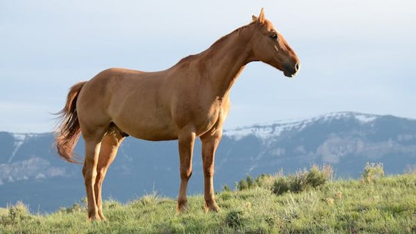 Quels sont les meilleurs itinéraires pour une randonnée à cheval en Mongolie?